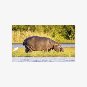 Half Day iSimangaliso Boat Safari Tour To Richards Bay