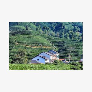 Hangzhou Private Tour from Shanghai by Bullet Train