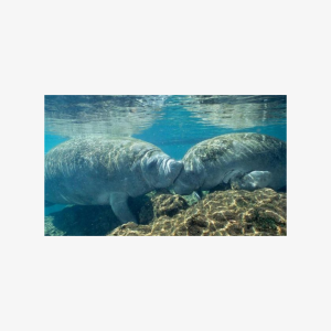 Boat tour from Orlando to snorkel and swim with manatees, Couple