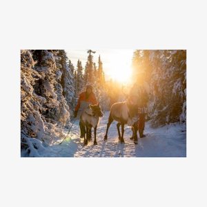 Reindeer and Snowmobile Day Trip