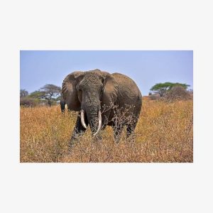 Tarangire Day Tour