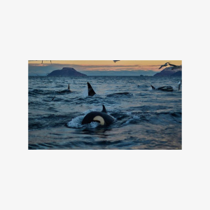 Whale Watching RIB Boat Tour in Skjervoy from Tromso